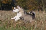ALASKAN MALAMUTE 458